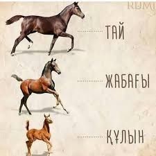 Порно секс жігіт гей