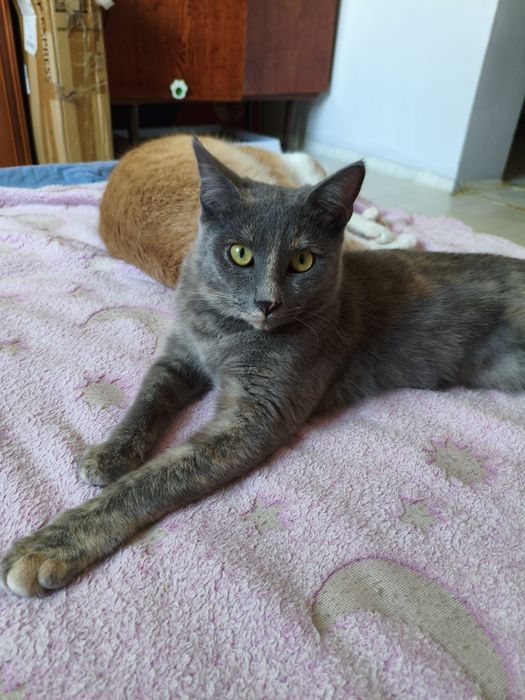 Кошки в добрые руки