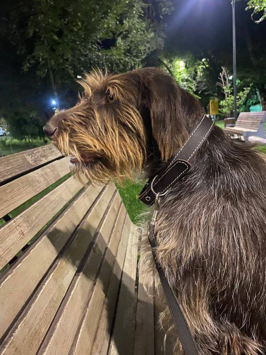 Пропала собака дратхаар