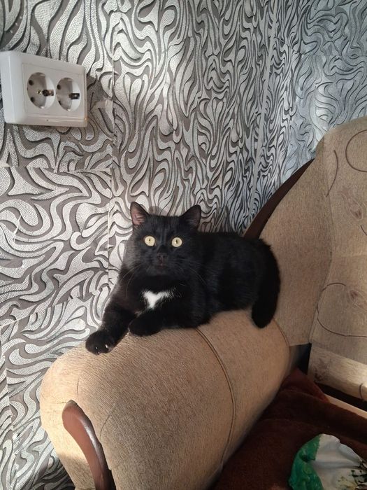 Кот мальчик в добрые руки