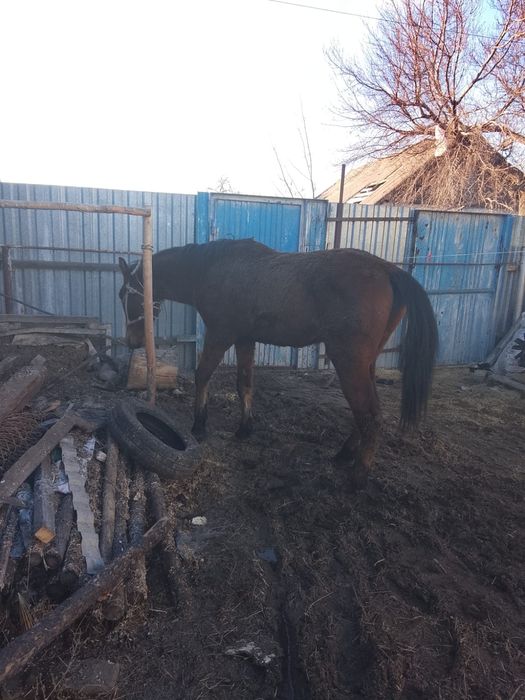 Жиребец высокий 4 года