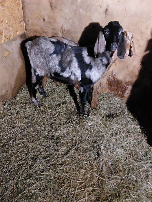 Козлики англо нуби