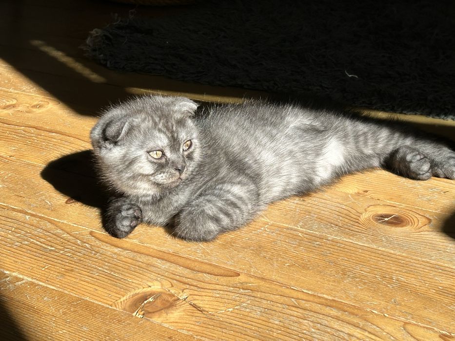 Клепоухо късокосместо британско опушено таби момченце търси своето семейство