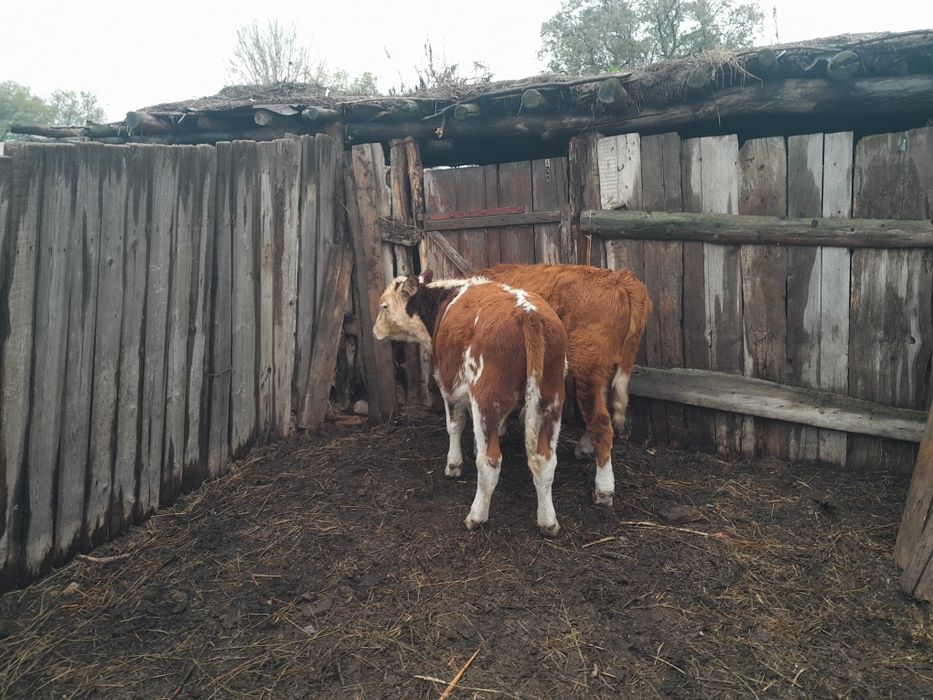 Еркек потсостар сатылады