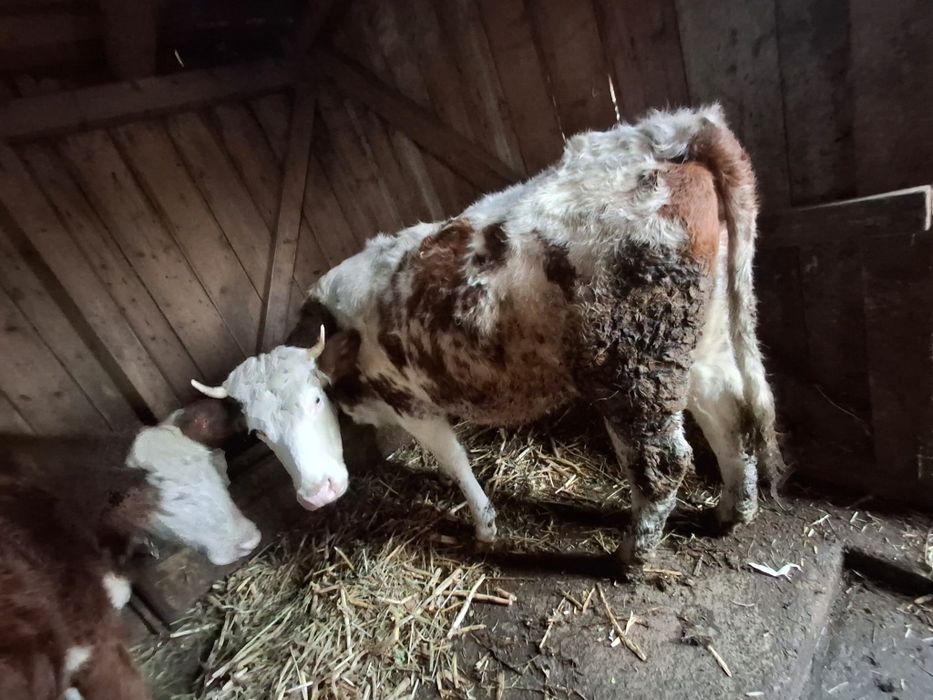 Vând 3 junici si o vaca