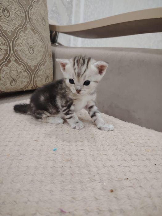 Котёнок Скотиш страйт. Девочка.