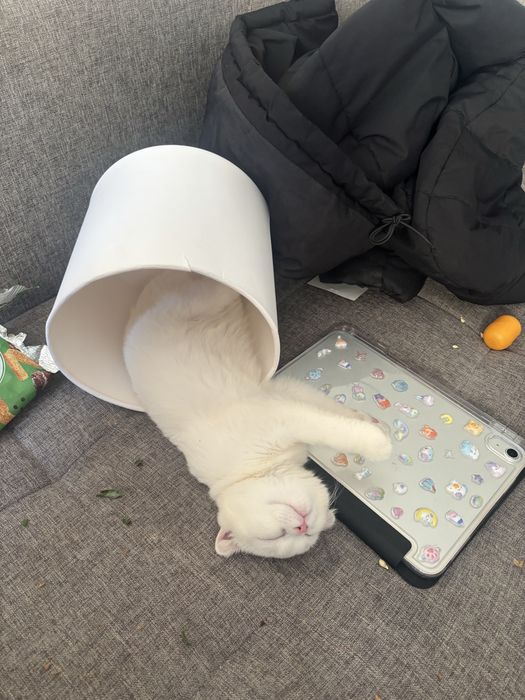 Продам вислоухую кошечку