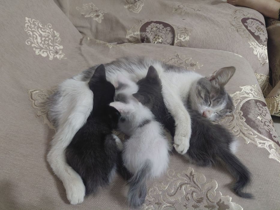 Жақсы таза мысық