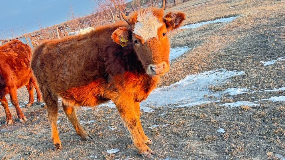 Қашар сатылады 400