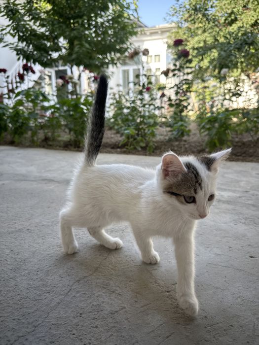 Отдам в хорошие руки  домашнего котенка