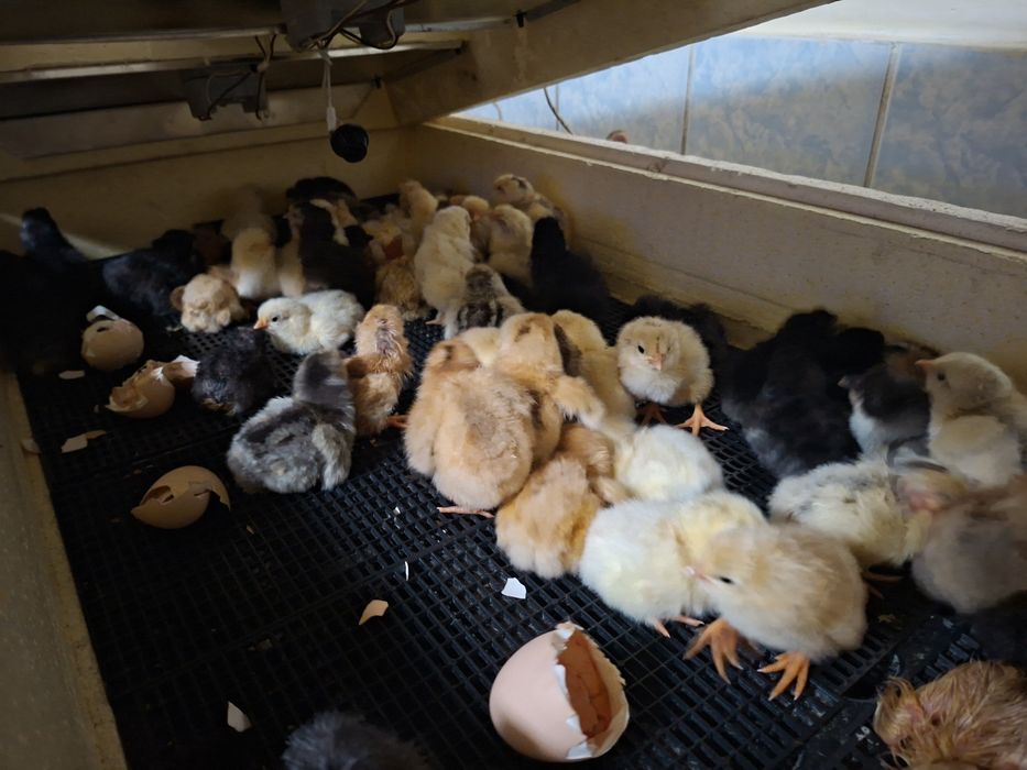 Суточные  домашние циплята