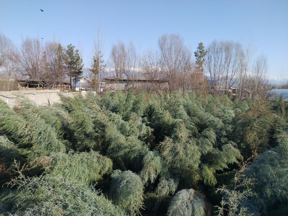 2 metrlik Galuboy keparis archalar optim sotiladi