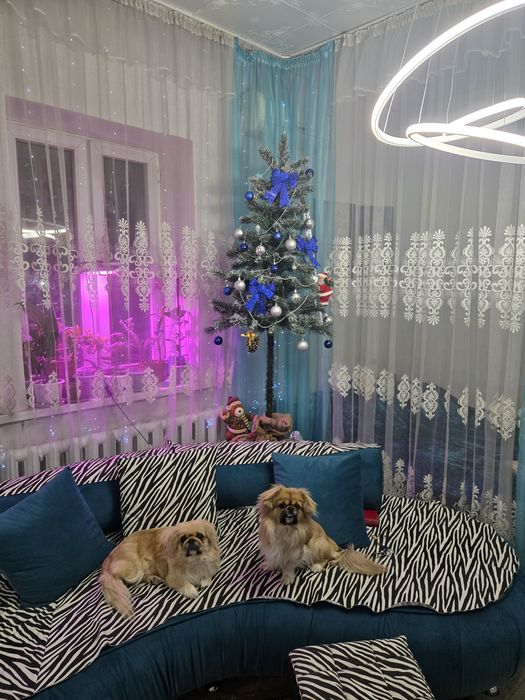 Продам щенков пекинеса