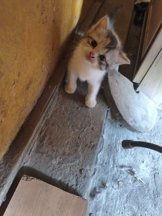 Отдам котята девочки