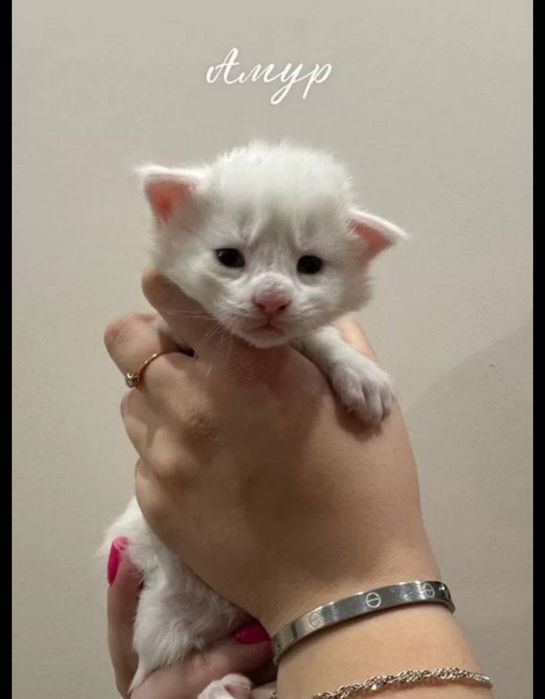 Готовы к брони котята мейнкуна