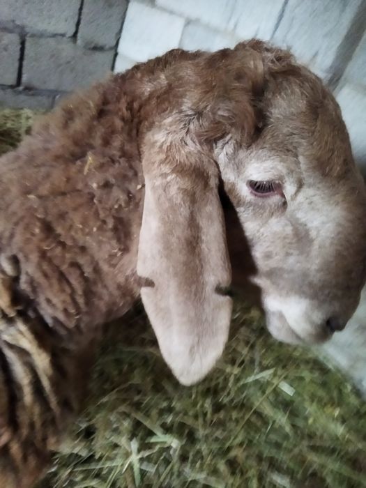 Тоқты қошқар сатылады