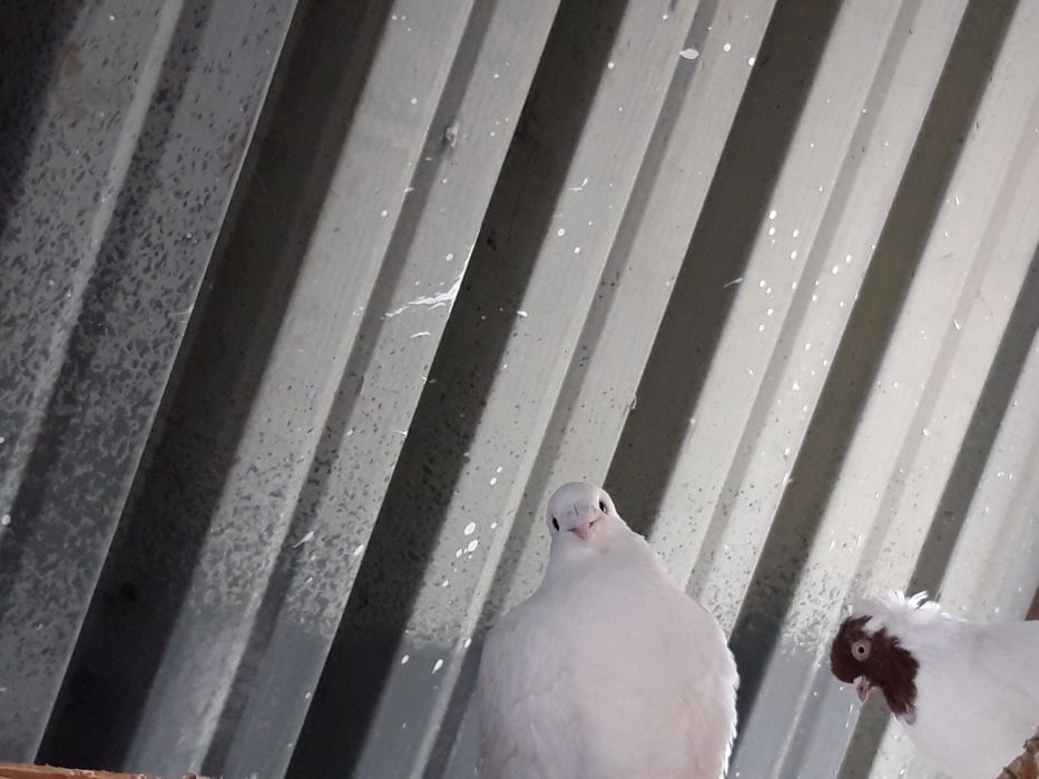 Бели гълъби за сватби и тържества