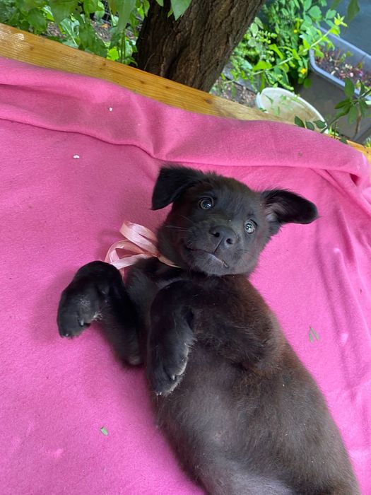 Catelusa spre adoptie