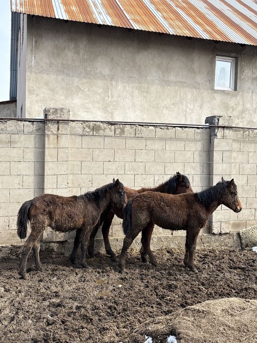 Тай жеребёнок срочно