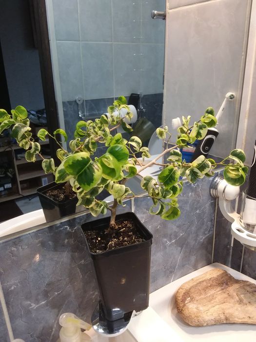 Фикус Бенжамин Барок (кудрявый)