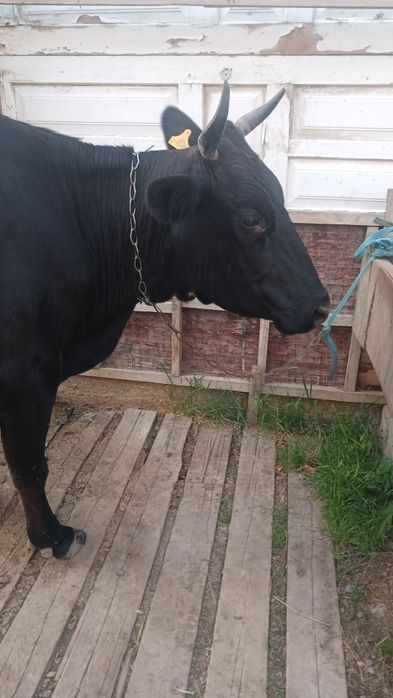 Продам корову  большая