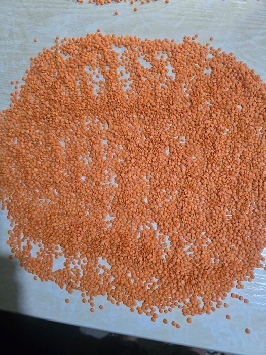 Чечевица/Marjumak to’g’ridan to’g’ri ishlab chiqaruvchidan