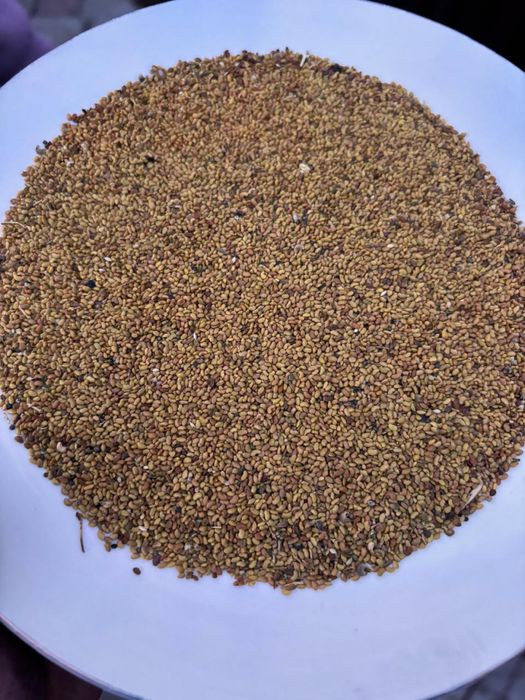 Семена люцерны высшего качество