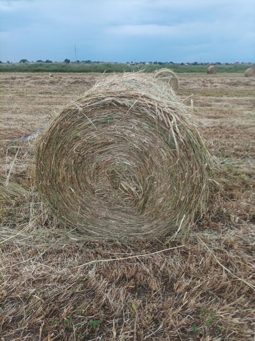 Продавам малки сено и ролки 20евро