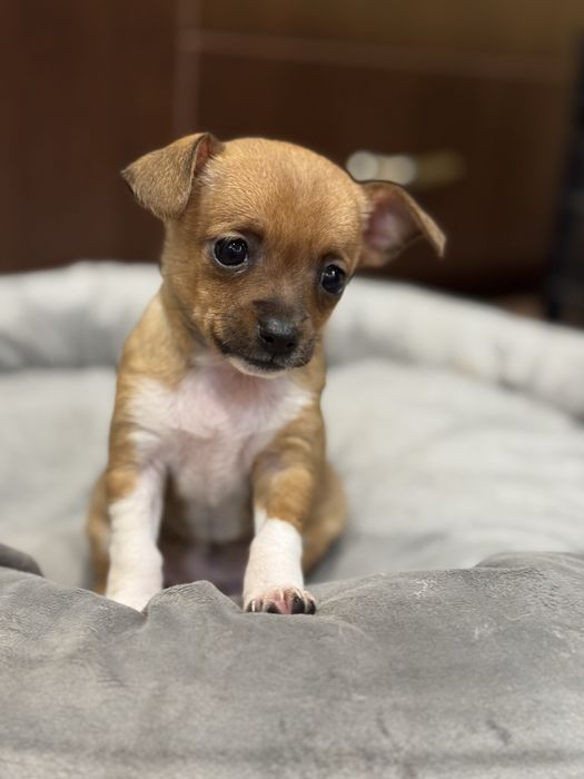 Чихупинчери.