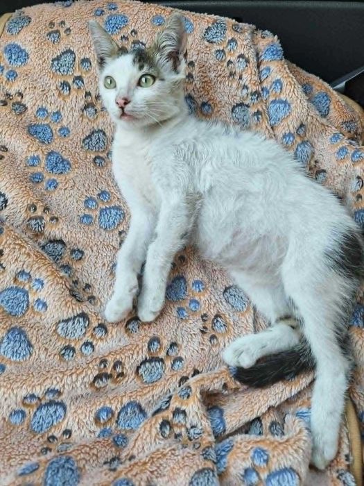 Подарявам мъжко котенце