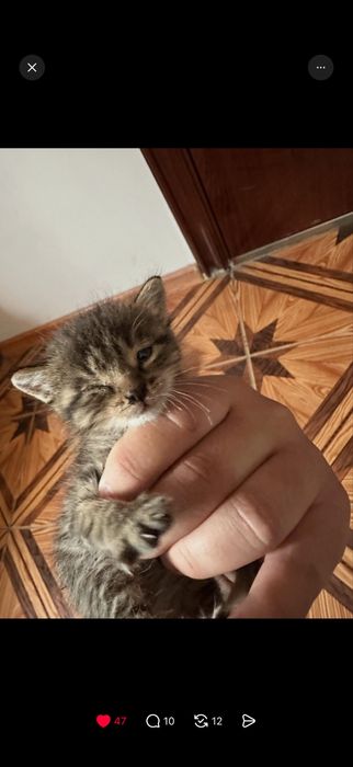 Котенок.