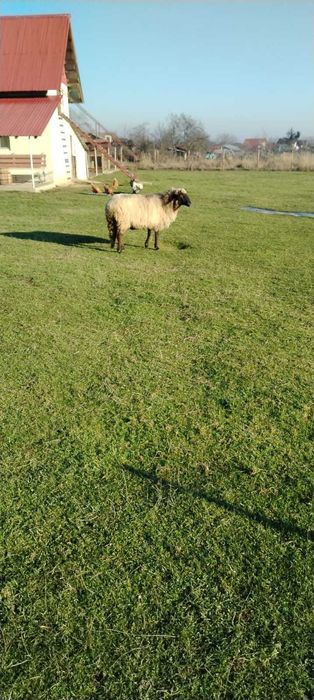 Oaie carabaș gestantă la al treilea miel
