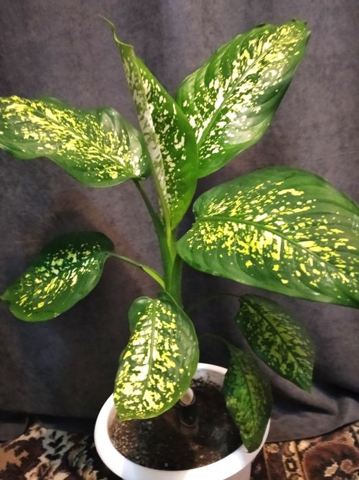 Продам комнатные растения