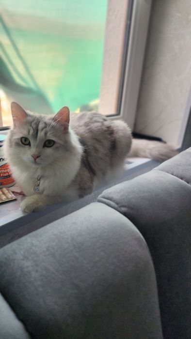 Mushuk sotiladi Scottish straight hey Lund