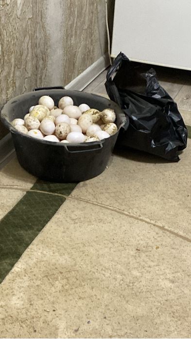 Продам поросят кур несушек