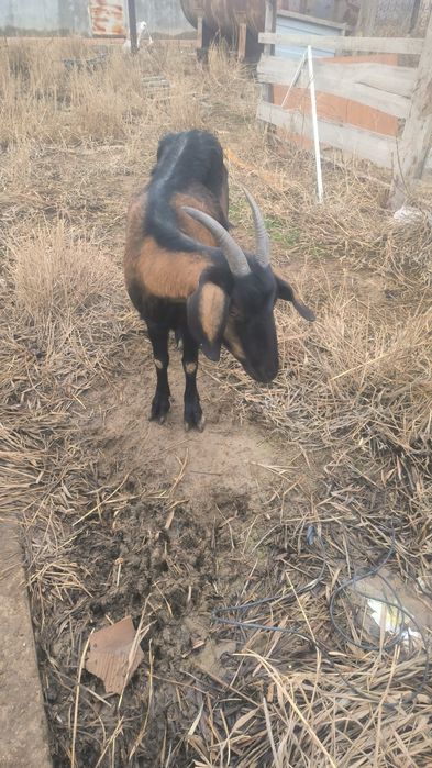 Ешкилер сатылады