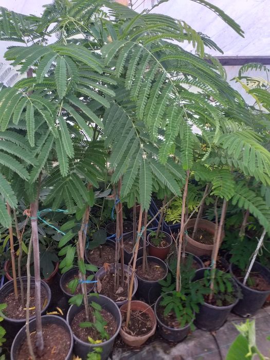 Vand puieti de tei arginti la balot de pământ și arbori de mătase la ghiveci