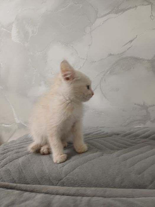 Отдам котёнка в добрые руки