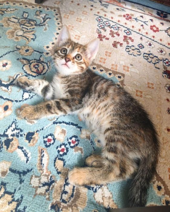 Отдам котят мал/дев в добрые руки