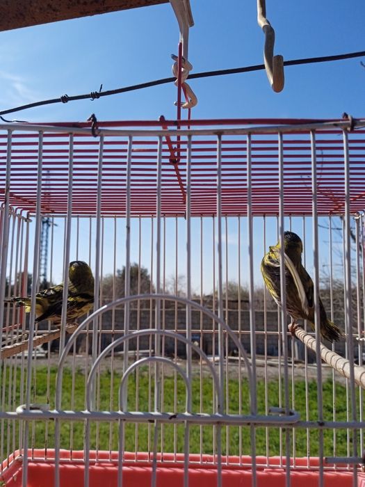 чижи зеленуха,птицы певчие