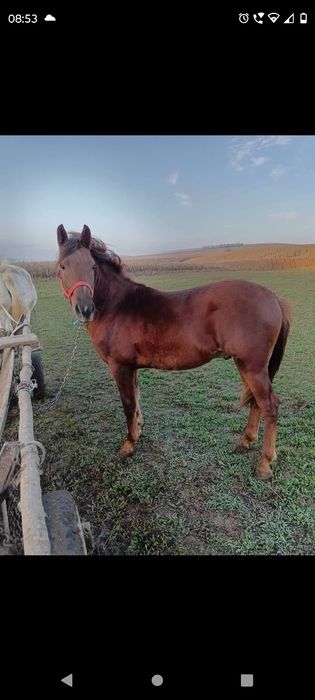 Vând Mânz  CUMINTE