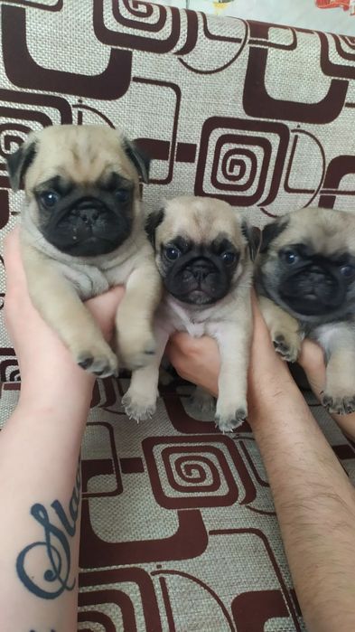 Продам шикарных щенков мопса