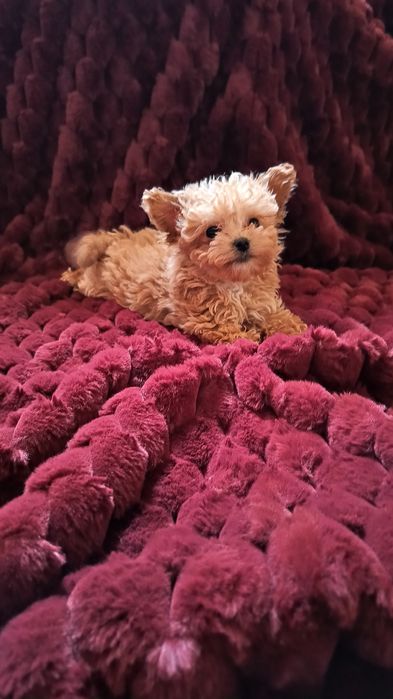 Maltipoo mini toy