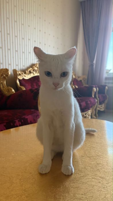 Отдам кошечку в добрые руки