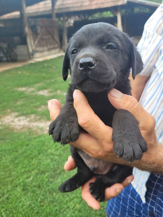 Labrador negru retriever