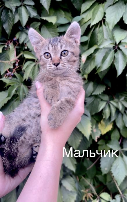 Котята в любящие руки