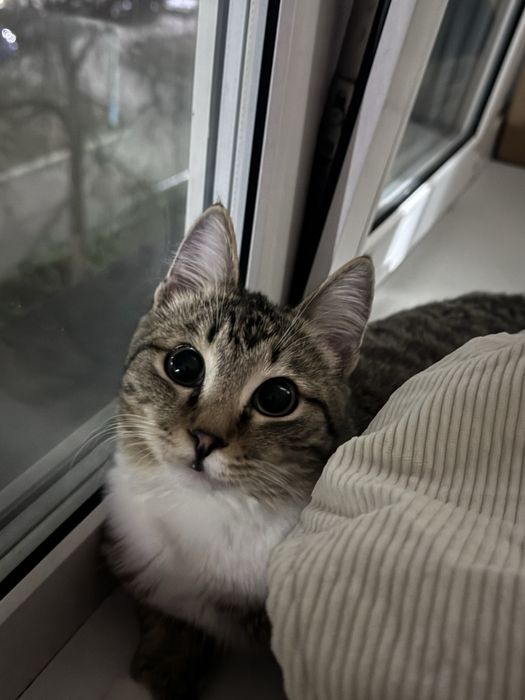 Отдадим кота в хорошие руки.