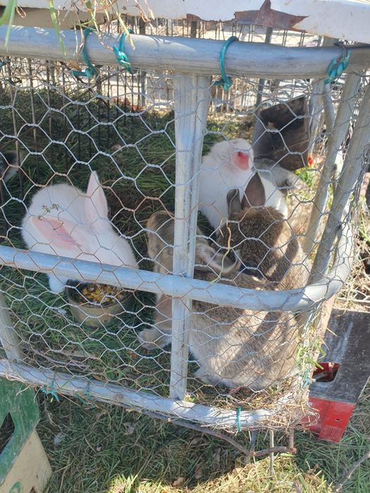 Vand iepurași și iepuri