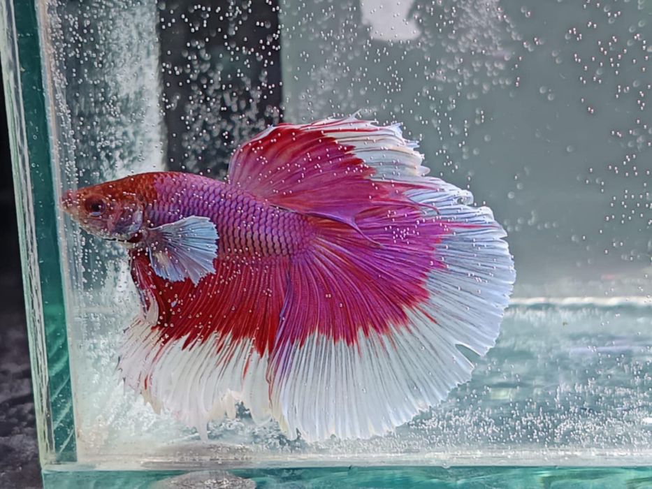 Pesti betta rari : koi,nemo,plakat.veiltail,shortfin,marble