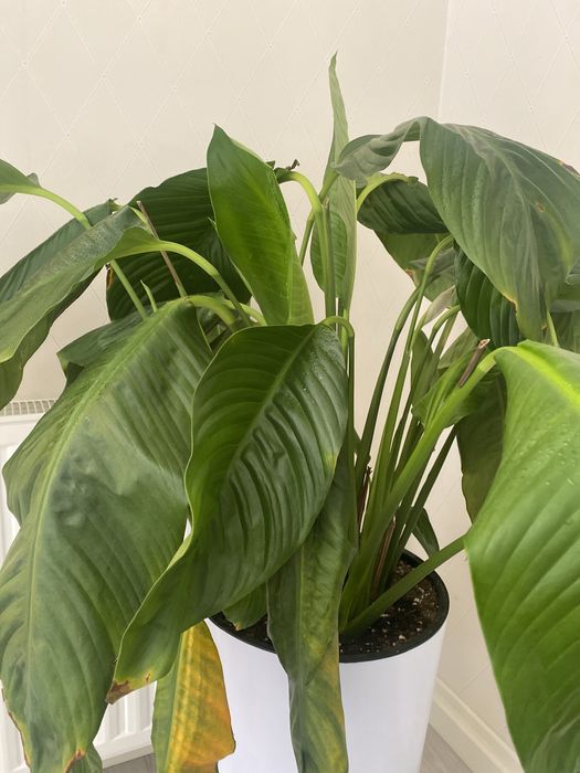 Royxatdan holda jinsiy aloqa